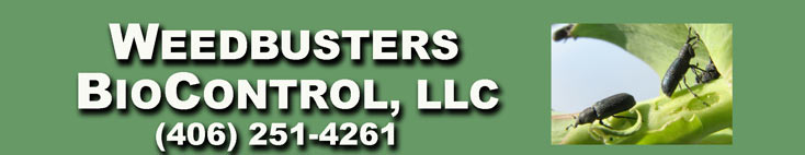 Weedbusters Biocontrol LLC, toadflax bug